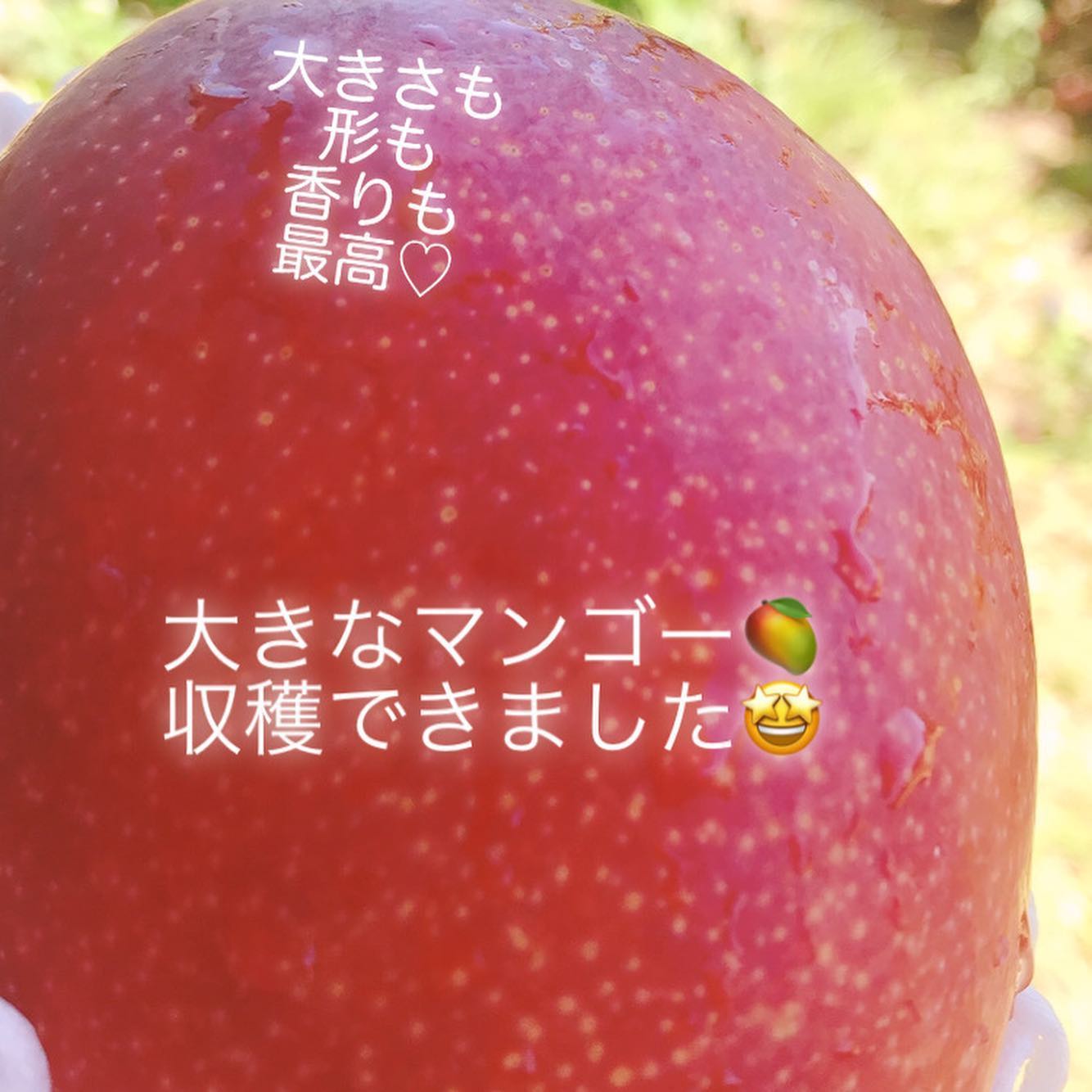 大玉マンゴー🤩形も香りも全て最高級！！ ですが、小さな炭素発見 炭素がある場合はB商品になります！！贈答品としはお届けできませんが、家庭用として綺麗に梱包してお届けします‍️ 