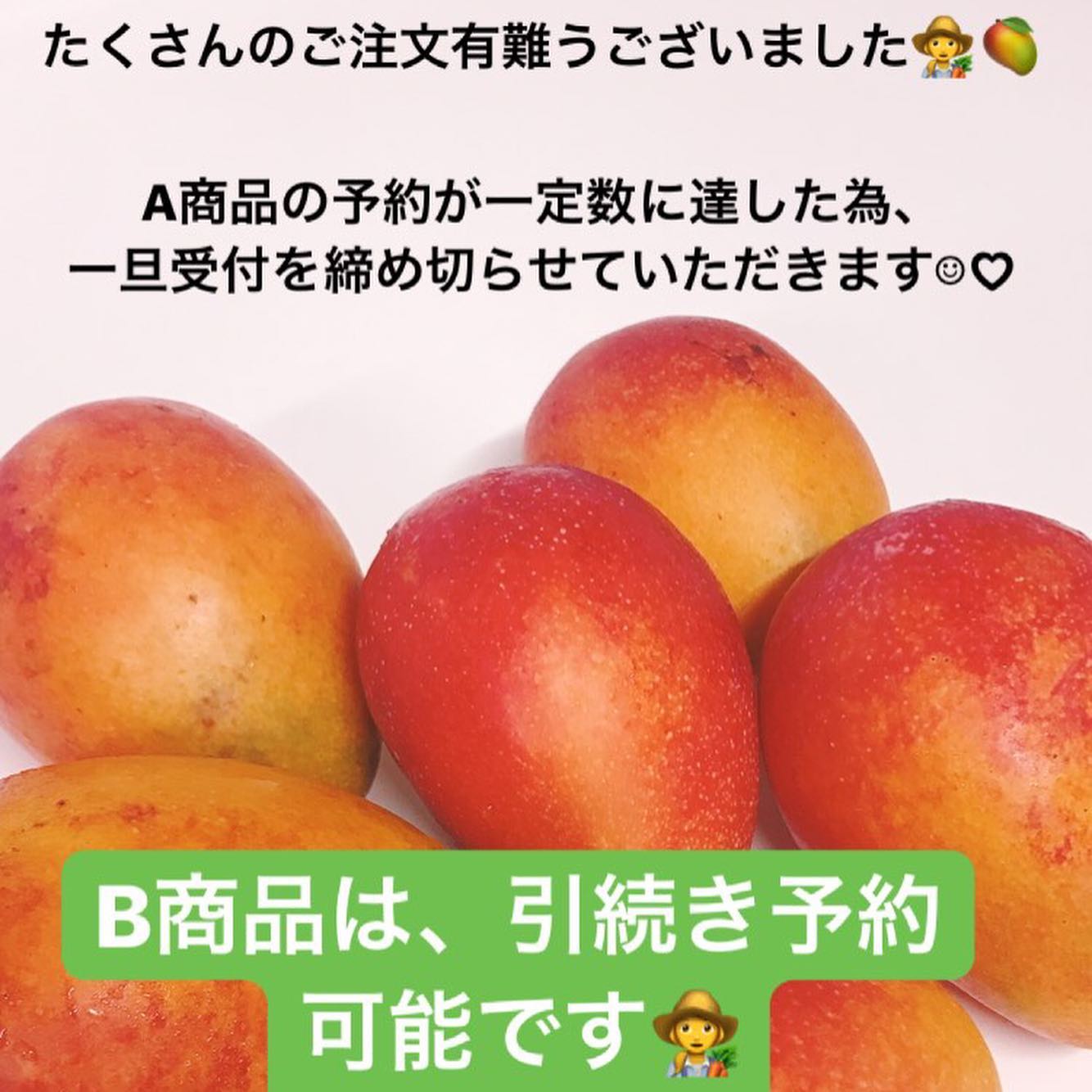 A商品の予約が一定数に達した為、一旦受付を締め切らせていただきます‍♀️︎たくさんのご注文有難うございました！収穫量を見て再度予約受付させていただきます‍🥭 なお、B商品に関しては引続き受付可能です！宜しくお願い致します︎︎ 