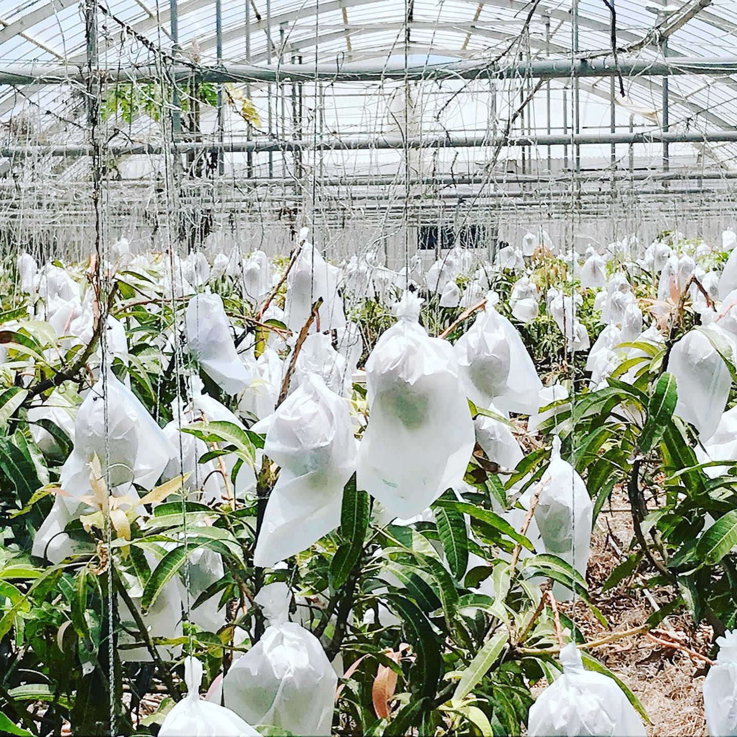 最近は梱包、発送と慌ただしく写真が撮れていません‍ 有難い事です︎︎ 発送後、ハウスに行ってきました🥭 熟した🥭が落ちるので袋でキャッチします︎ 明日も美味しいマンゴーたくさん収穫できますように︎ 