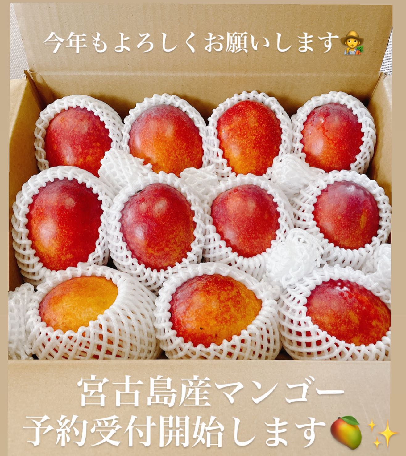 今年も美味しいマンゴー🥭をお届けでできるようスタッフ一丸となり進めていきますどうぞよろしくお願いします※今年もコロナの影響で商品到着に遅れが出る場合があるそうです。その為、全て冷蔵発送とさせていただきますご予約はHPからお願いします🥰価格、商品内容についてはハイライトにまとめてあります!ご確認下さい︎︎#宮古島 #宮古島マンゴー #伊良部島産マンゴー #コロナに負けるな #マンゴー好き #マンゴー #スムージー #お中元 #お中元ギフト #丸善フルーツ #宮古島お土産 #宮古島特産品 #伊良部島特産品 #沖縄旅行 #宮古島観光 #フルーツ #ご褒美スイーツ #おとりよせスイーツ #mango #ネット販売 #マンゴーお取り寄せ #フルーツサンド