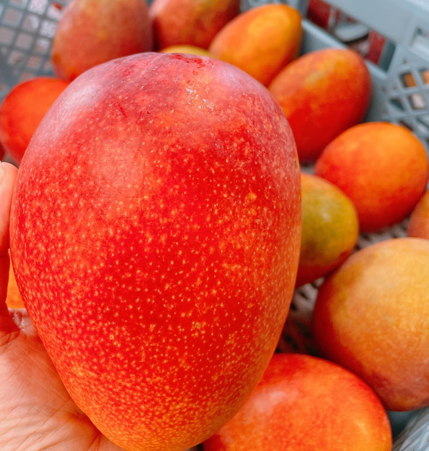 おはようございます‍🥭本日もよろしくお願いします！！今日も美味しそうです🤤