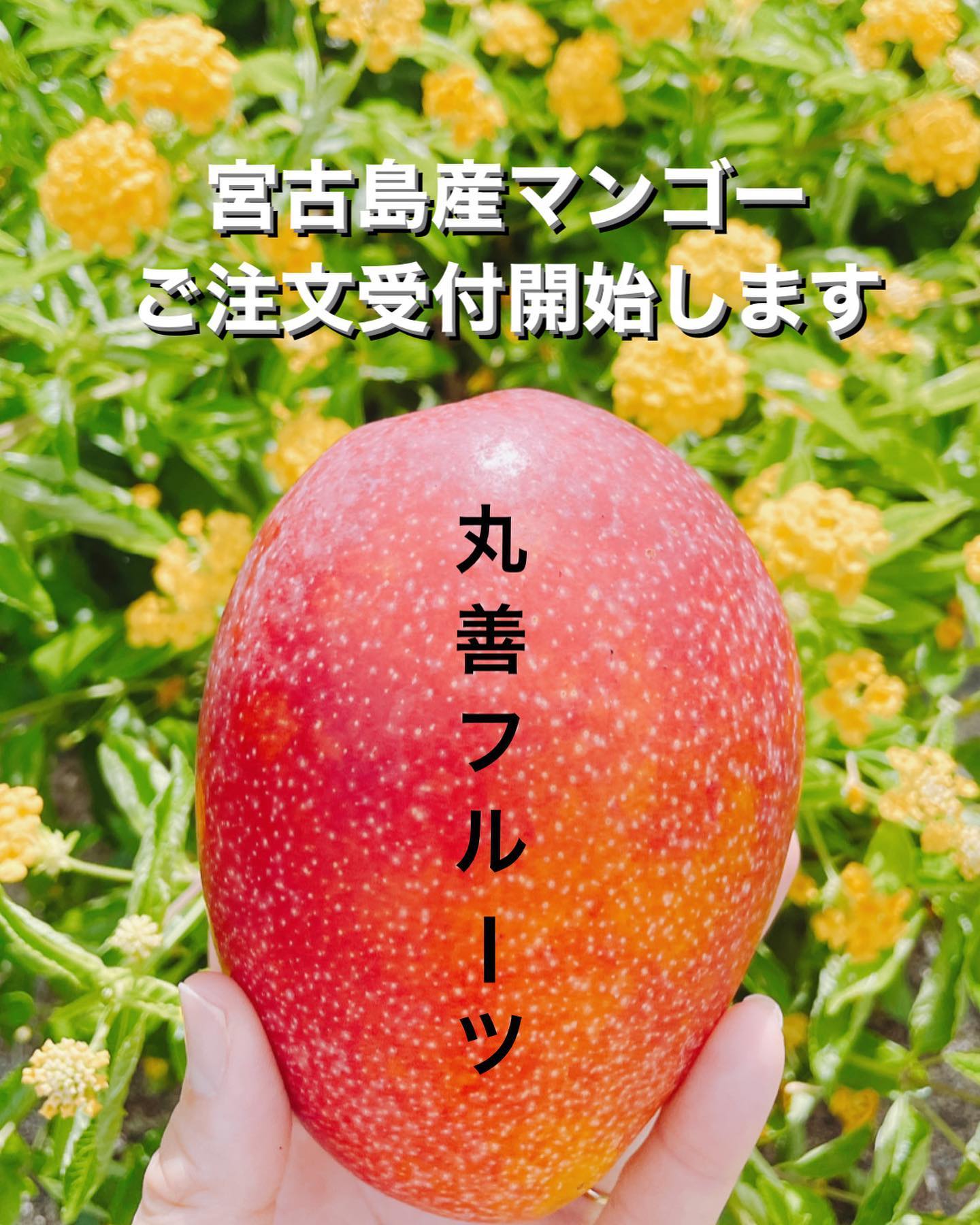 お待たせしました!2023年ネット受付開始いたします🧑当園では毎年価格維持のために努力して参りましたが、今年は例年以上の物価高騰により肥料等の農業資材や梱包材の値上がりを受け、やむを得ず販売価格の改定をさせていただくことになりました。お客様には大変心苦しいお願いとなりますが何卒ご理解の程よろしくお願い申し上げます。美味しいマンゴーをお届けできるよう努めていく所存でございますので、今後とも変わらぬご愛顧いただきますようお願い申し上げます。